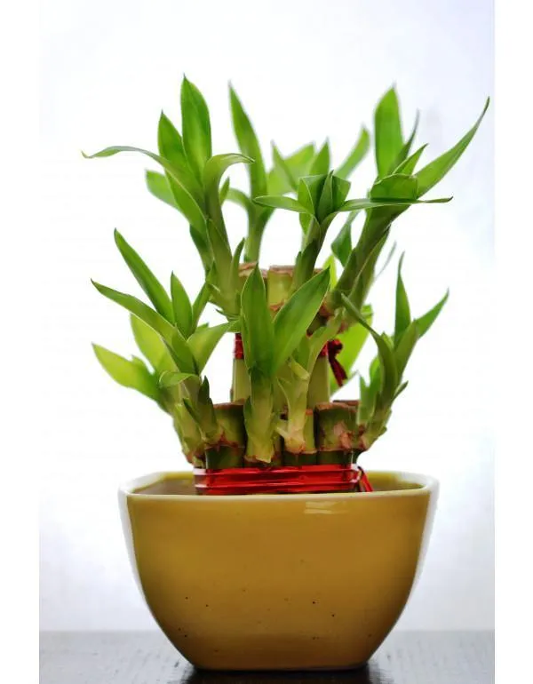 2 Layer Lucky Bamboo With Small Ceramic Pot Yellow