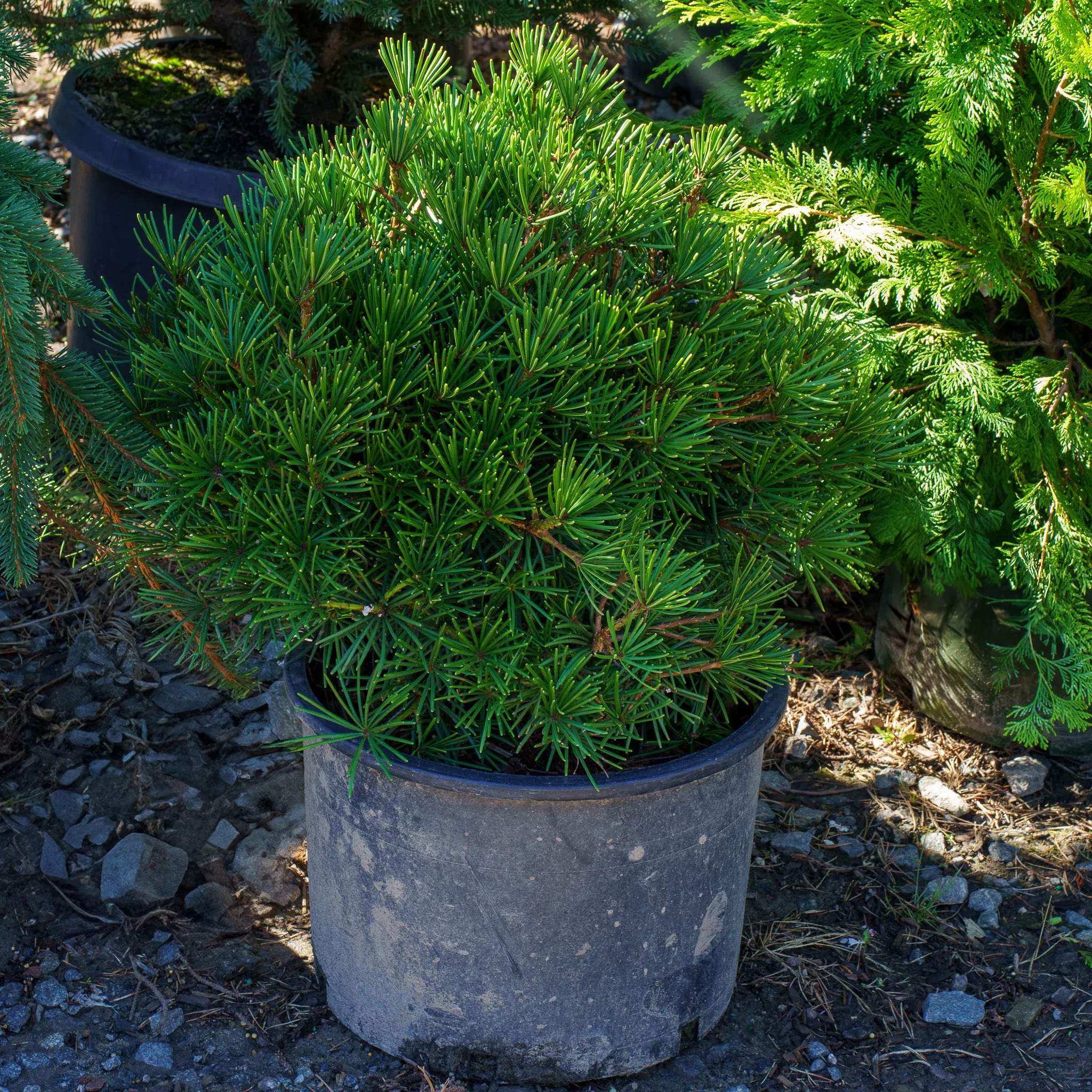 Picola Japanese Umbrella Pine