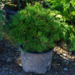 Picola Japanese Umbrella Pine